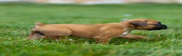 Boxer dogs for sale: Nettie Boxer  - Ad 7