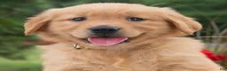 Golden Retriever dogs for sale: Hannah  - Ad 4