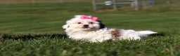 Shih Tzu dogs for sale: Hope - Ad 2