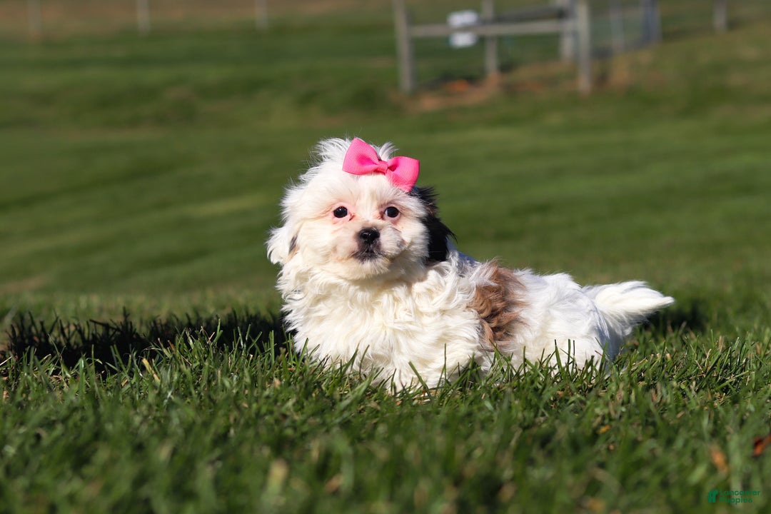Shih Tzu dogs for sale: Hope - Ad 2