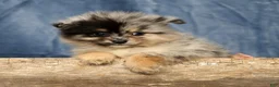 Pomeranian dogs for sale: Lilly - Ad 8