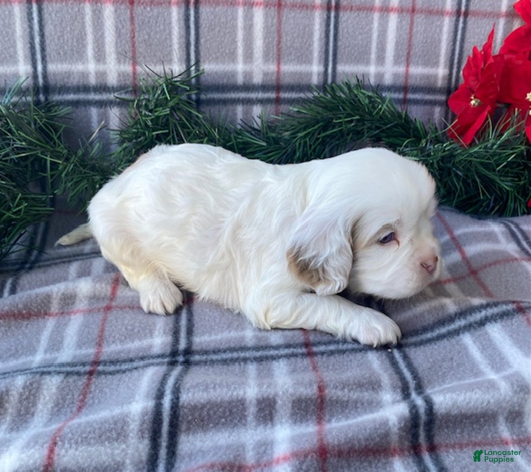 Cavalier King Charles Spaniel dogs for sale: Jingle  - Ad 2