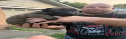 Belgian Malinois dogs for sale: Belgian Malinois 5 - Ad 2