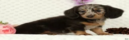 Miniature Dachshund dogs for sale: Weston - Ad 8