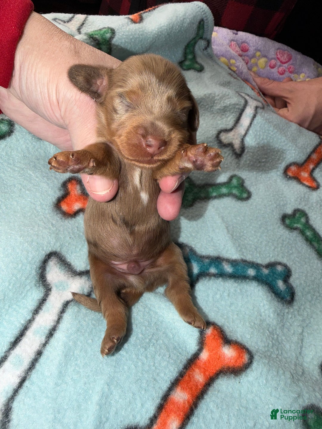 Dachshund dogs for sale: Uno chocolate dapple boy - Ad 3