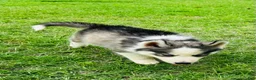 Siberian Husky dogs for sale: Sophie - Ad 15