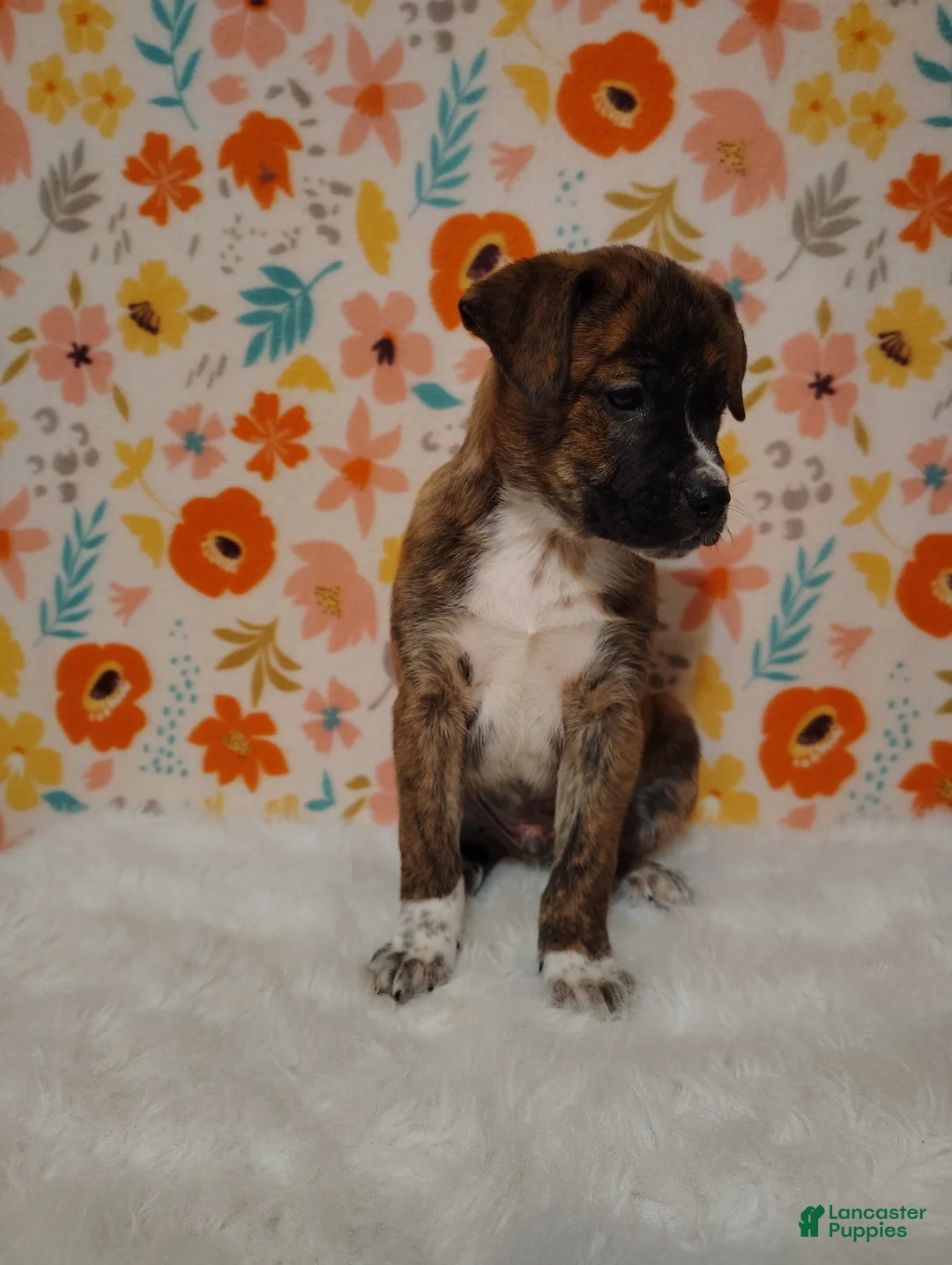 Mixed Breed dogs for sale: Diesel - Ad 2