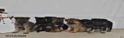 German Shepherd dogs for sale: Bentley - Ad 5
