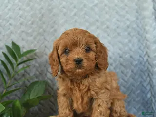 Cavapoo dogs Murphy - Ad 12