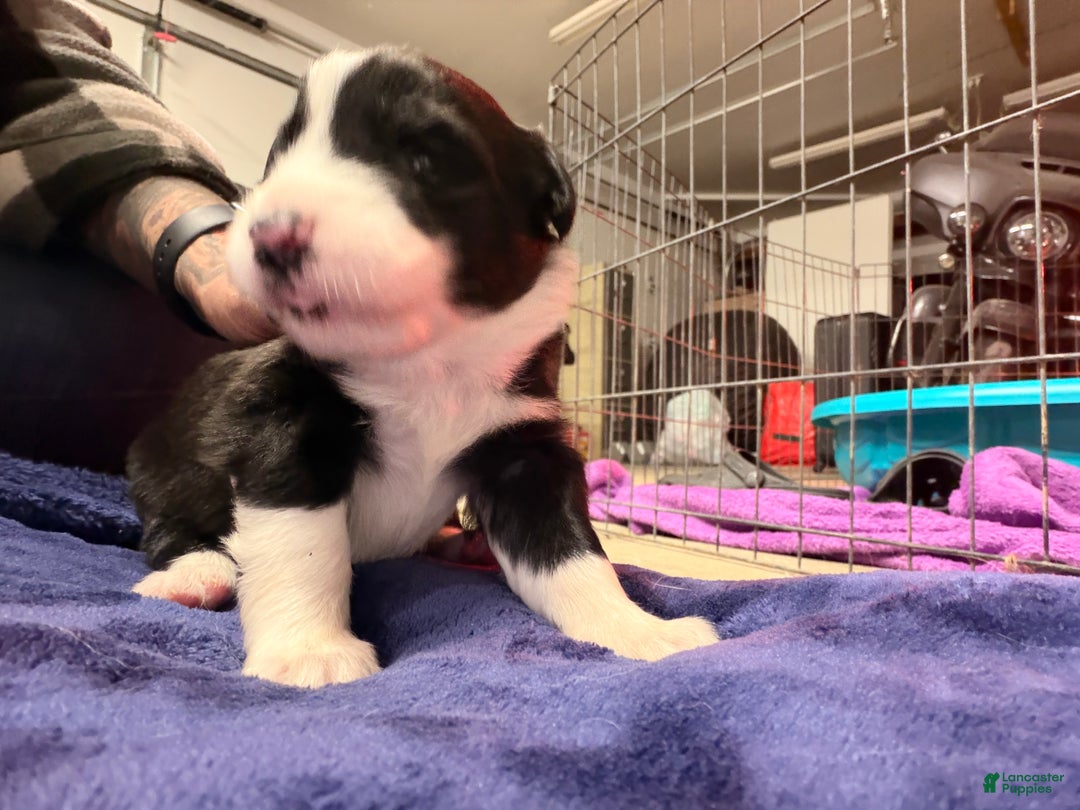 Australian Shepherd dogs for sale: Australian Shepherd Puppy- Nico  - Ad 2