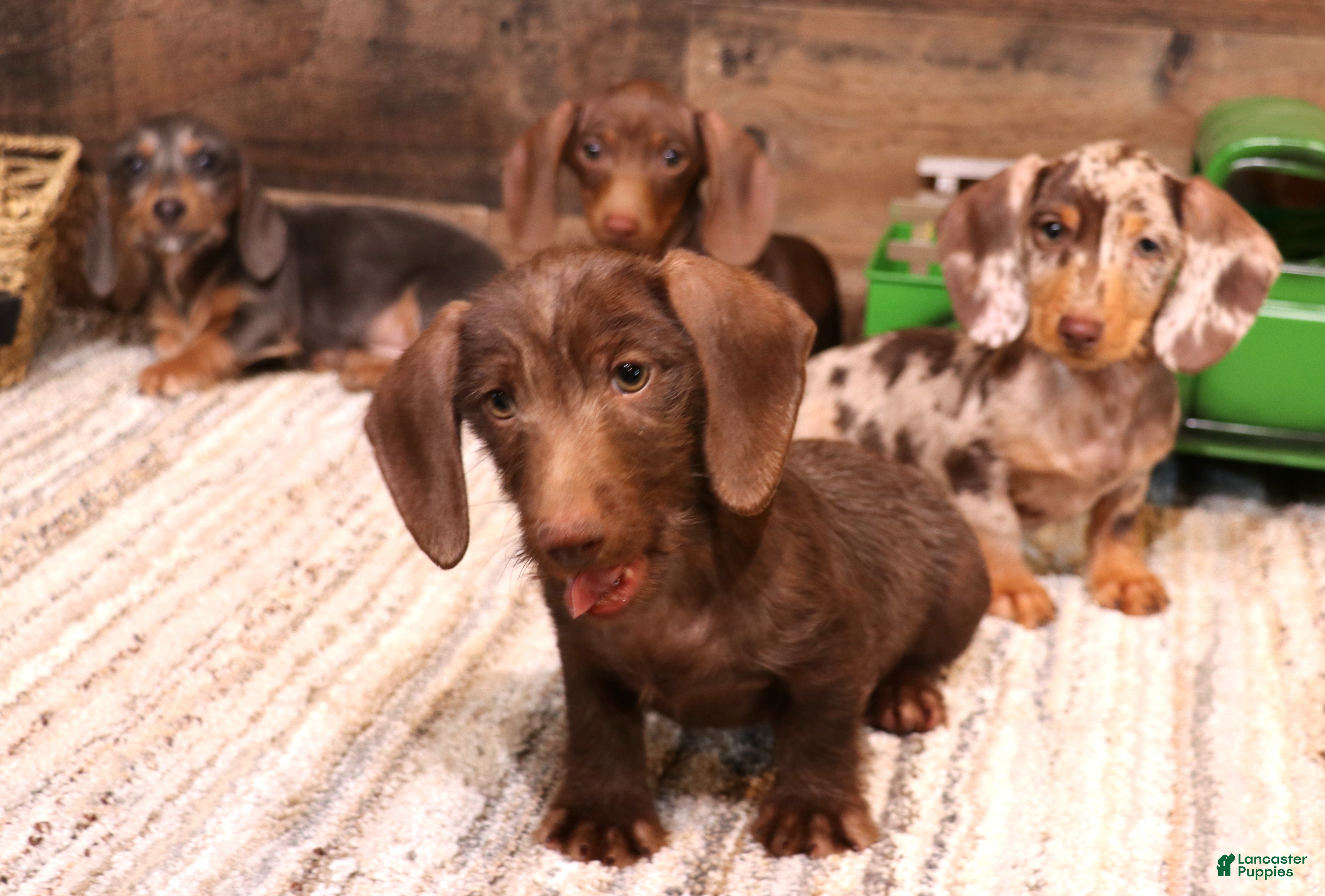 Miniature Dachshund dogs Wes chocolate smoothcoat - Ad 3
