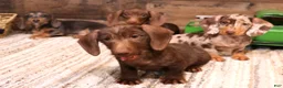 Miniature Dachshund dogs for sale: Wes chocolate smoothcoat - Ad 1