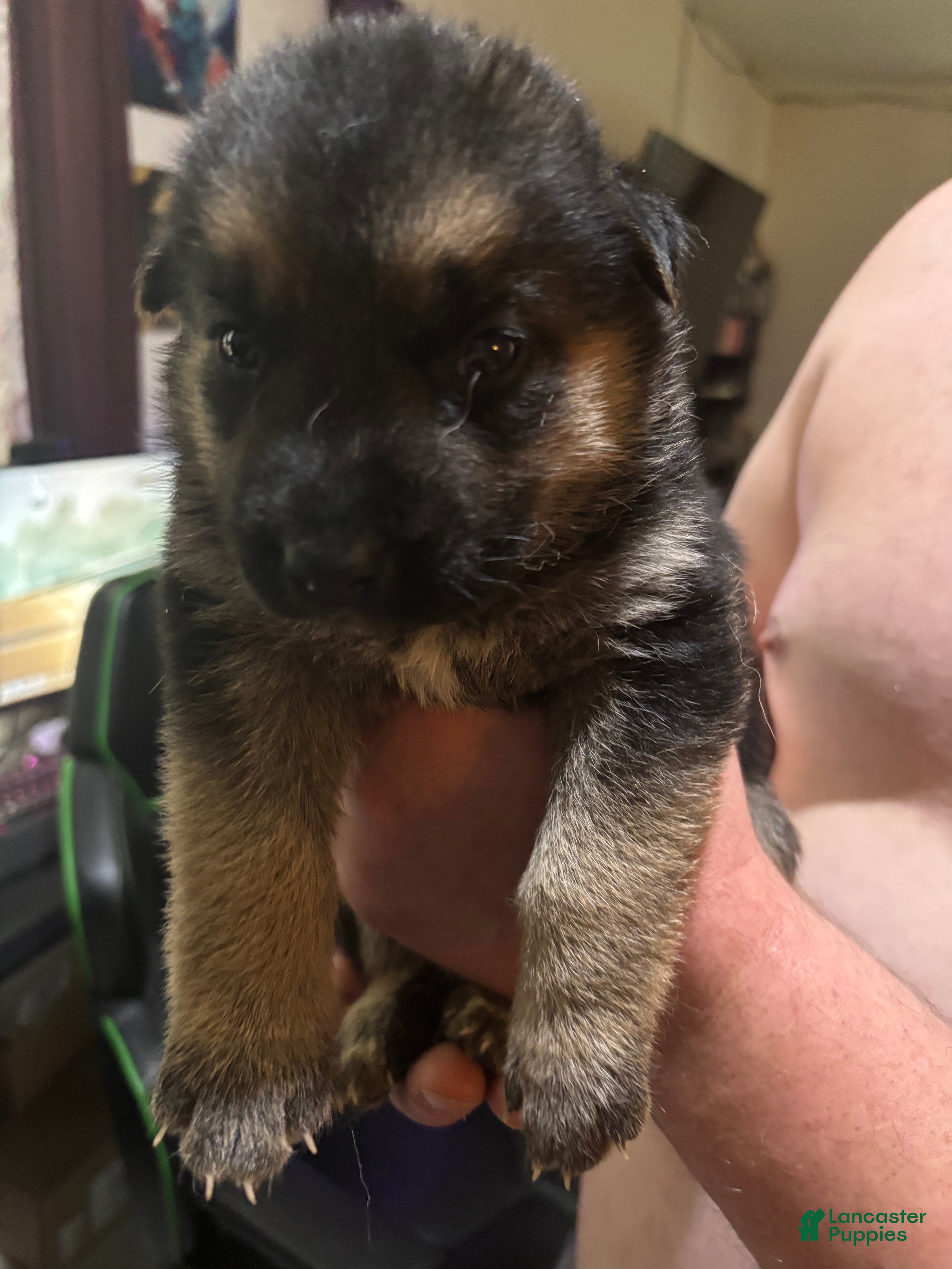 Gerberian Shepsky dogs Professor Sassy Pants - Ad 2