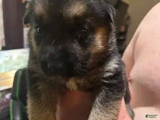 Gerberian Shepsky dogs Professor Sassy Pants - Ad 2