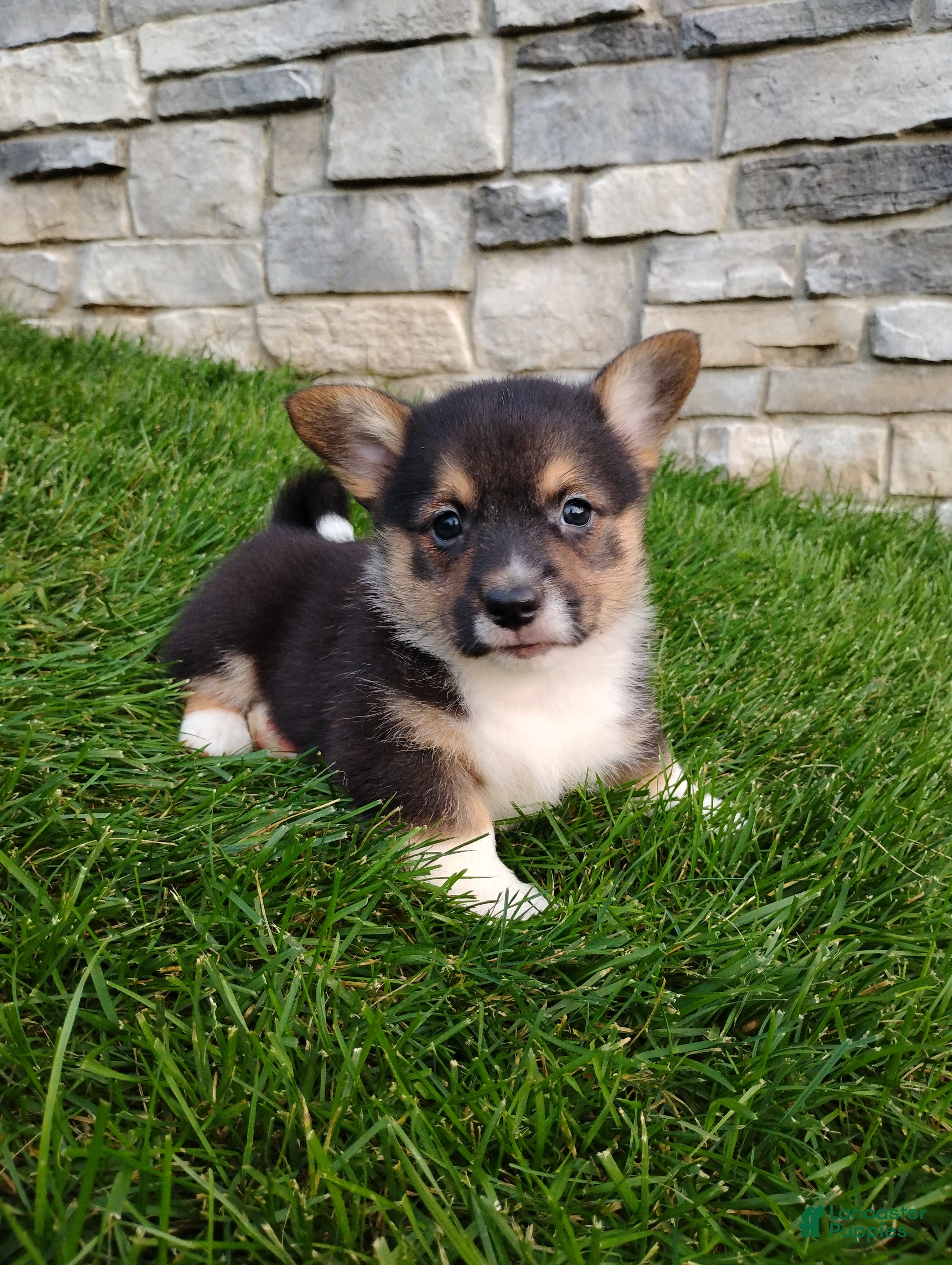 Welsh Corgi Pembroke dogs Duke - Ad 1