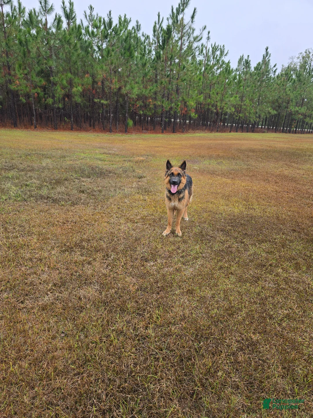 German Shepherd dogs for stud: Athena - Ad 3