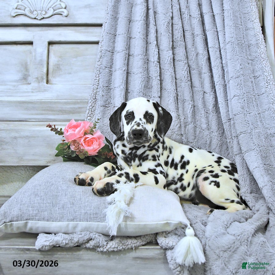 Dalmatian dogs Ellie - Ad 2