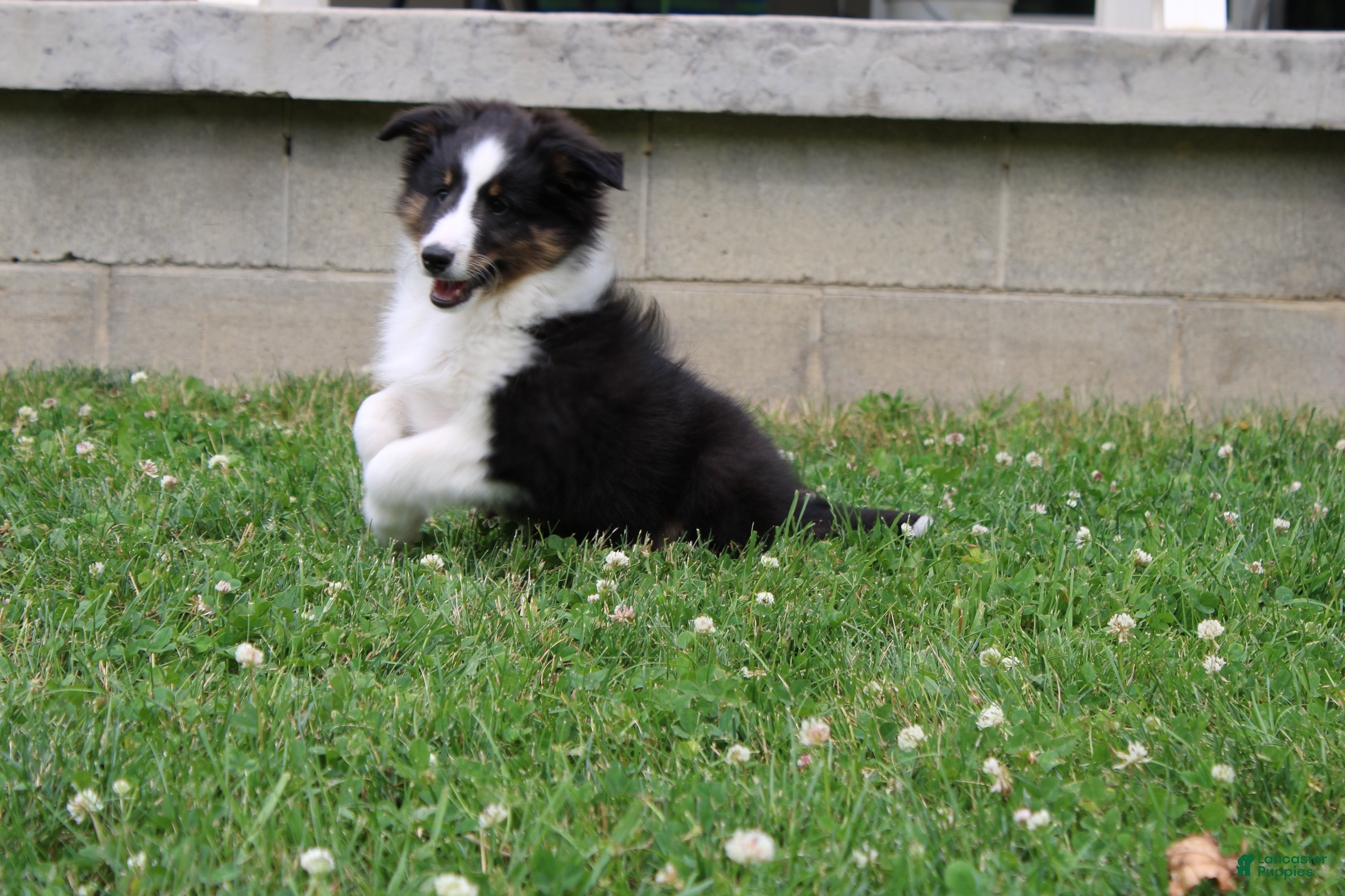 Shetland Sheepdog dogs Sierra - Ad 2