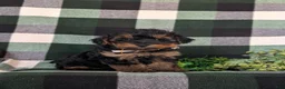 Yorkiepoo dogs for sale: Connor 6 lbs Full Growm - Ad 3