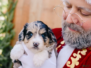 Mixed Breed dogs Gladys - Ad 35