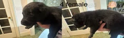 Belgian Malinois dogs for sale: Belgian Malinois 4 - Ad 1