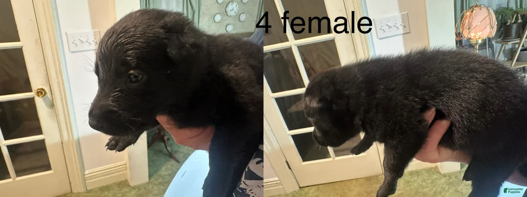 Belgian Malinois dogs for sale: Belgian Malinois 4 - Ad 1