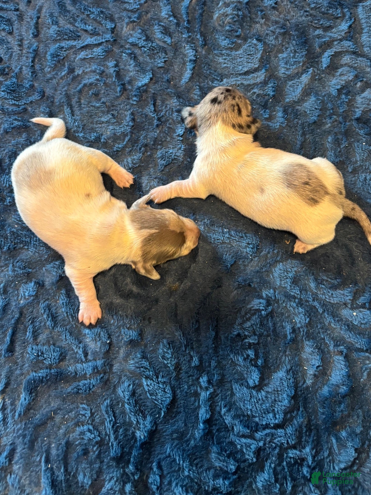 Miniature Dachshund dogs for sale: Banks - Ad 1