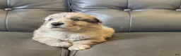 Australian Shepherd dogs for sale: Australian Shepherd 3 - Ad 8
