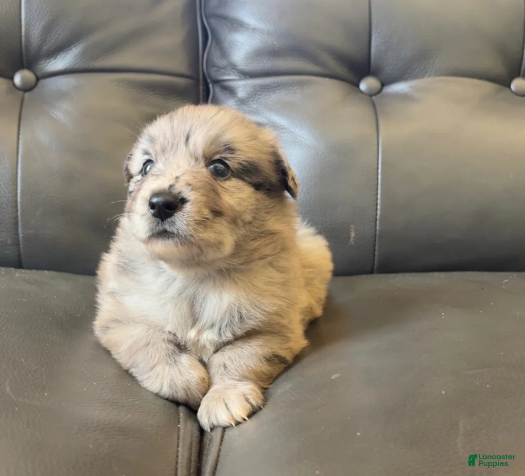 Australian Shepherd dogs for sale: Australian Shepherd 3 - Ad 8