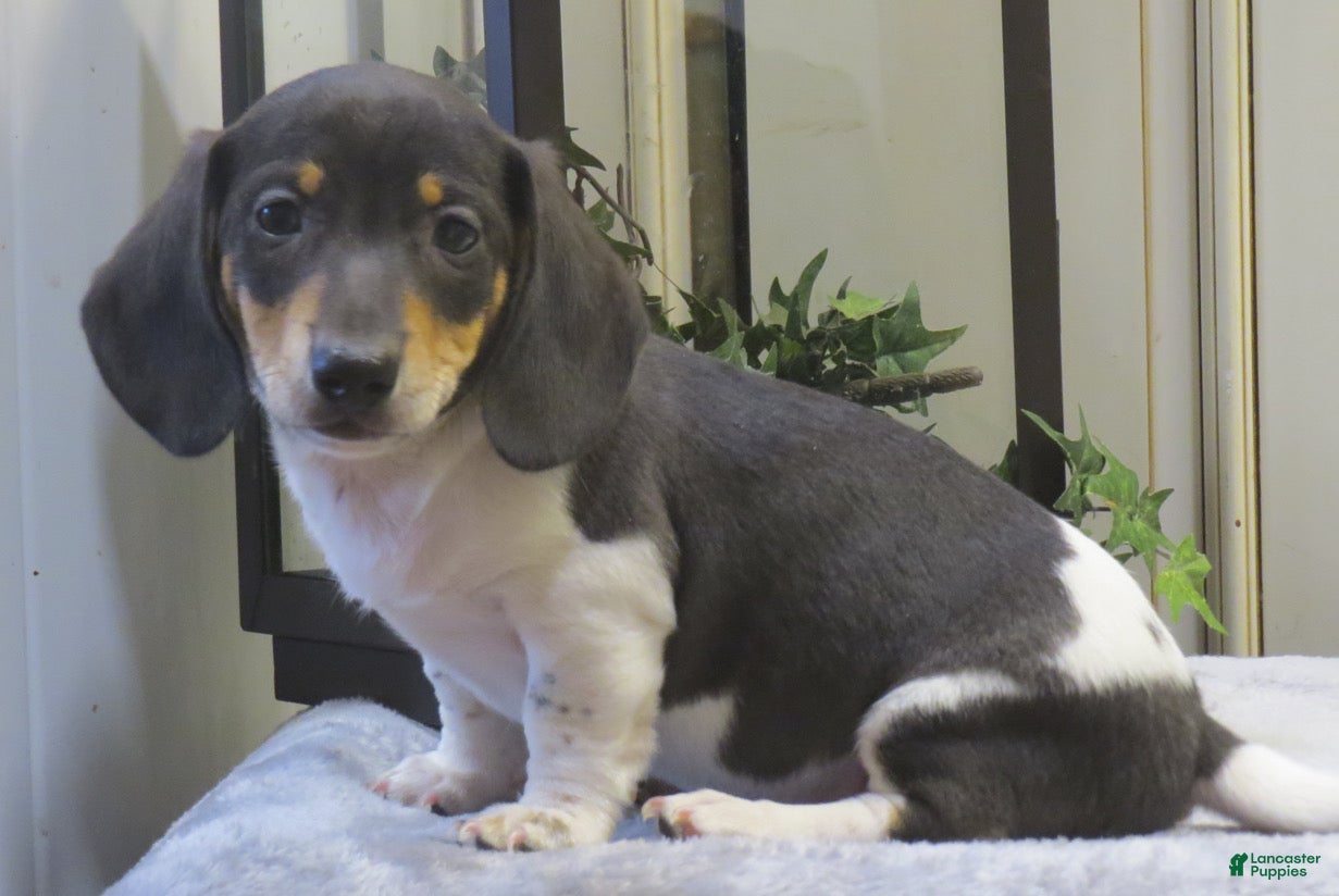 Miniature Dachshund dogs Jasper - Ad 2