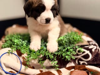 Saint Bernard dogs Duke - Ad 9