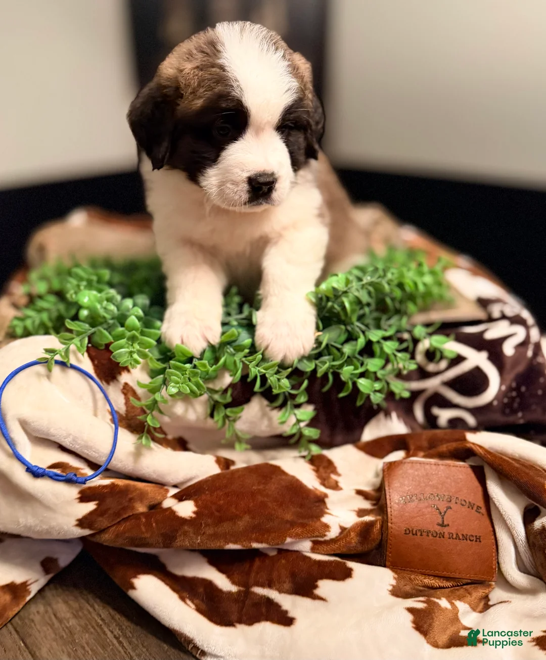 Saint Bernard dogs for sale: Duke - Ad 1