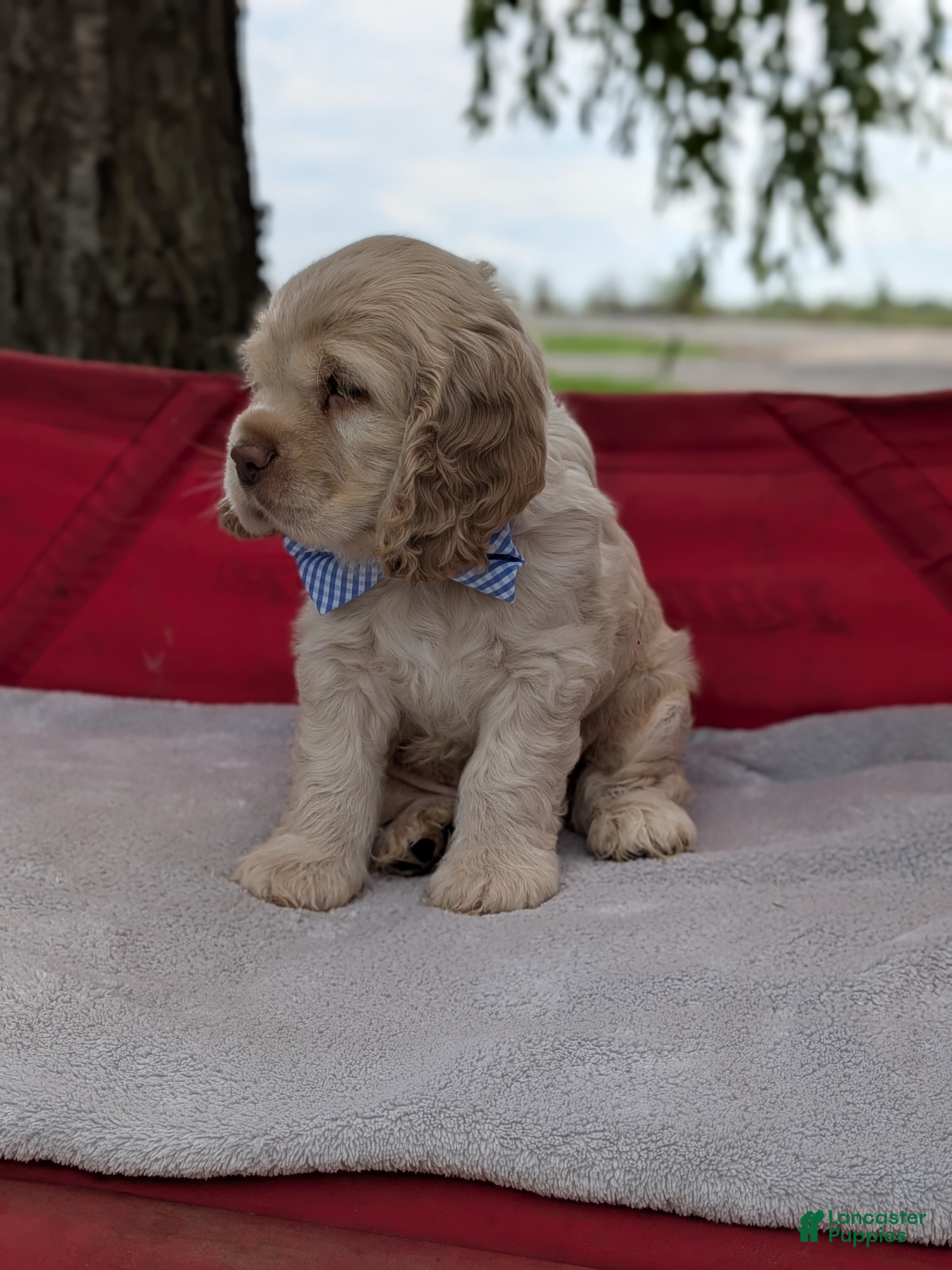 Cocker Spaniel dogs Buscuit - Ad 2