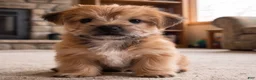 Morkie dogs for sale: Molly - Ad 2