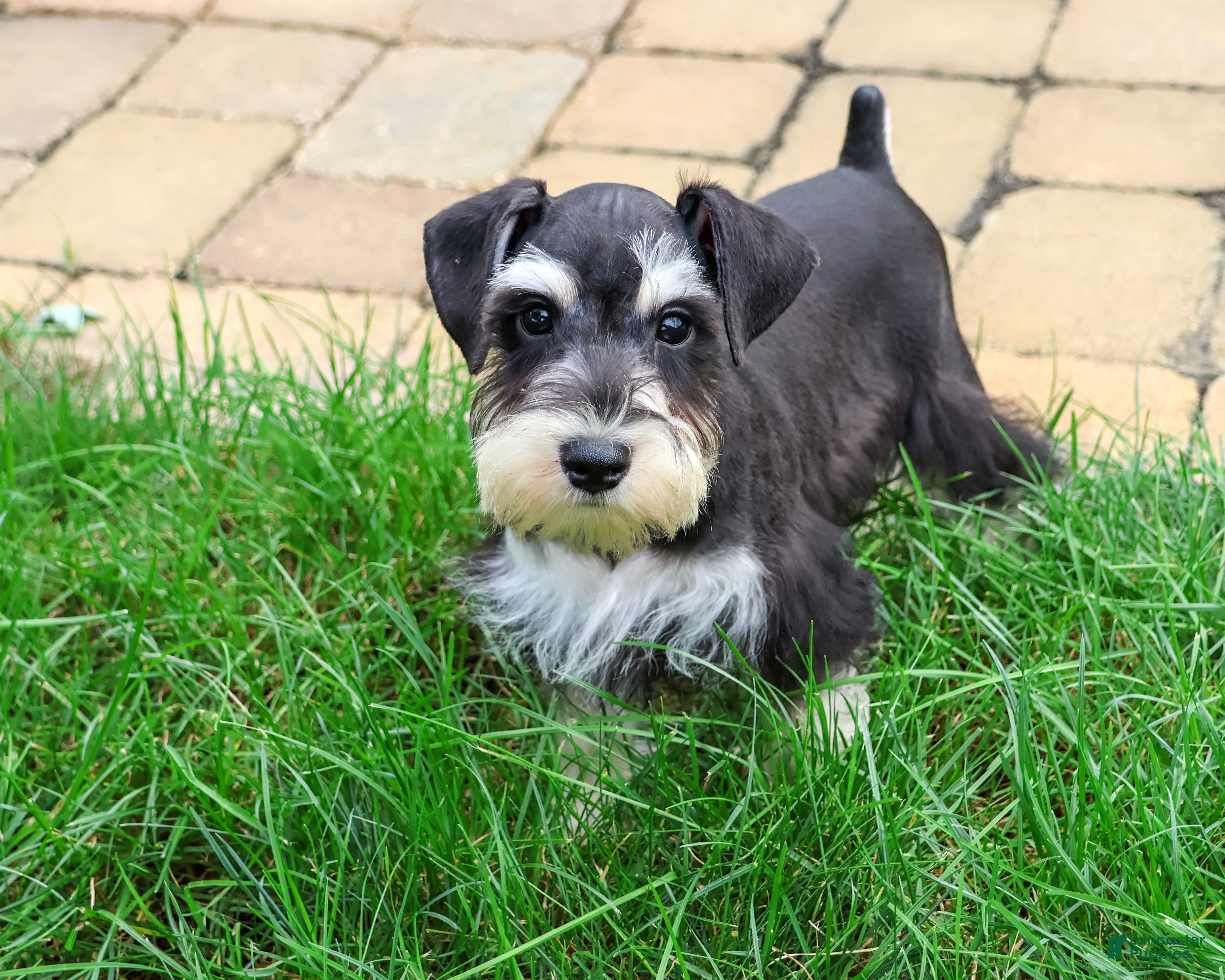 Miniature Schnauzer dogs Jeremy - Ad 34