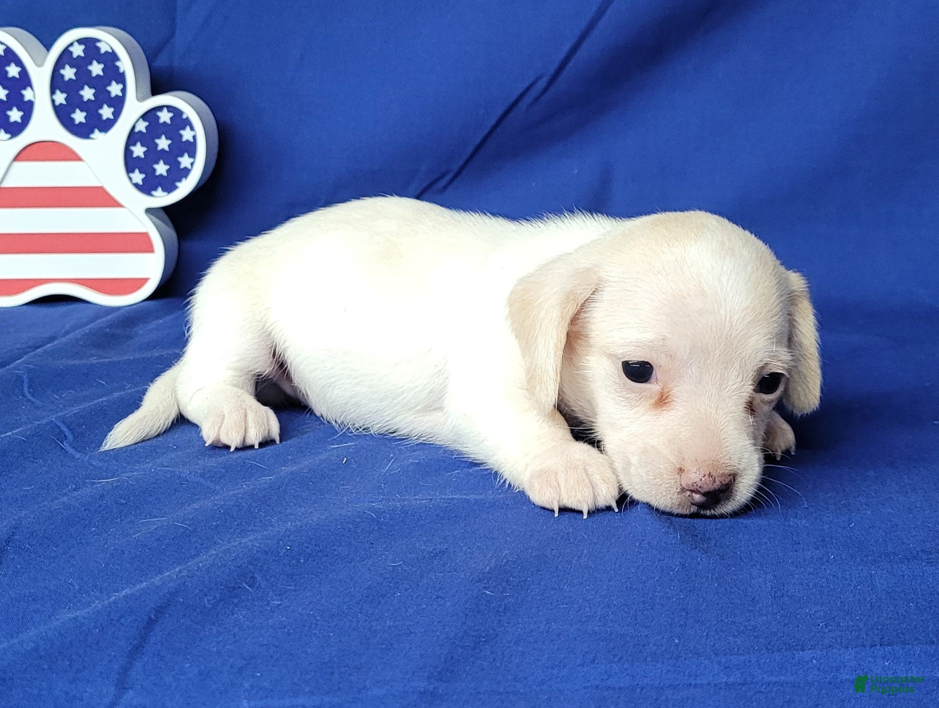 Miniature Dachshund dogs AKC Laci Cream female  - Ad 2