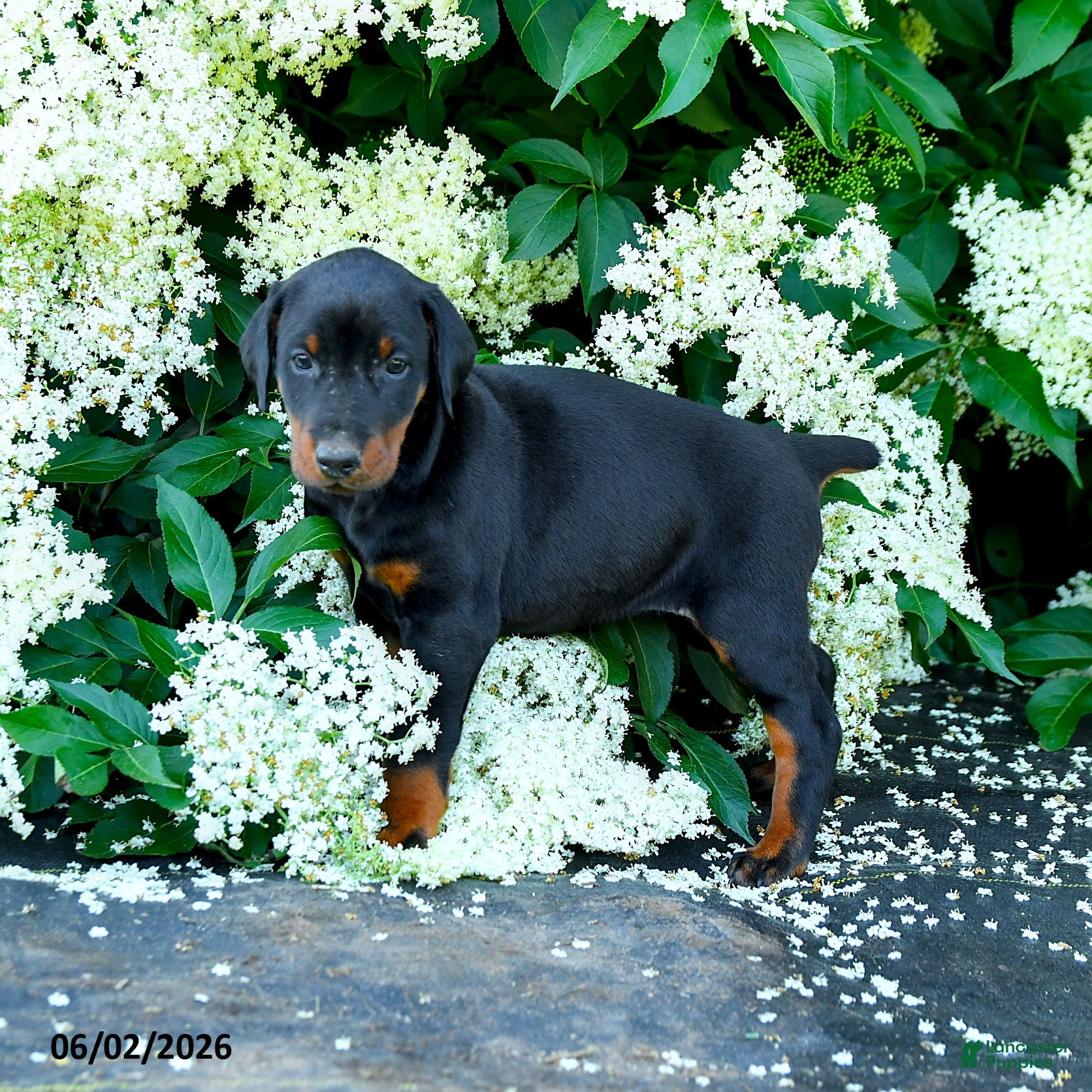 Doberman Pinscher dogs Lassie - Ad 1
