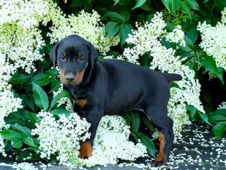 Doberman Pinscher dogs for sale: Lassie - Ad 4