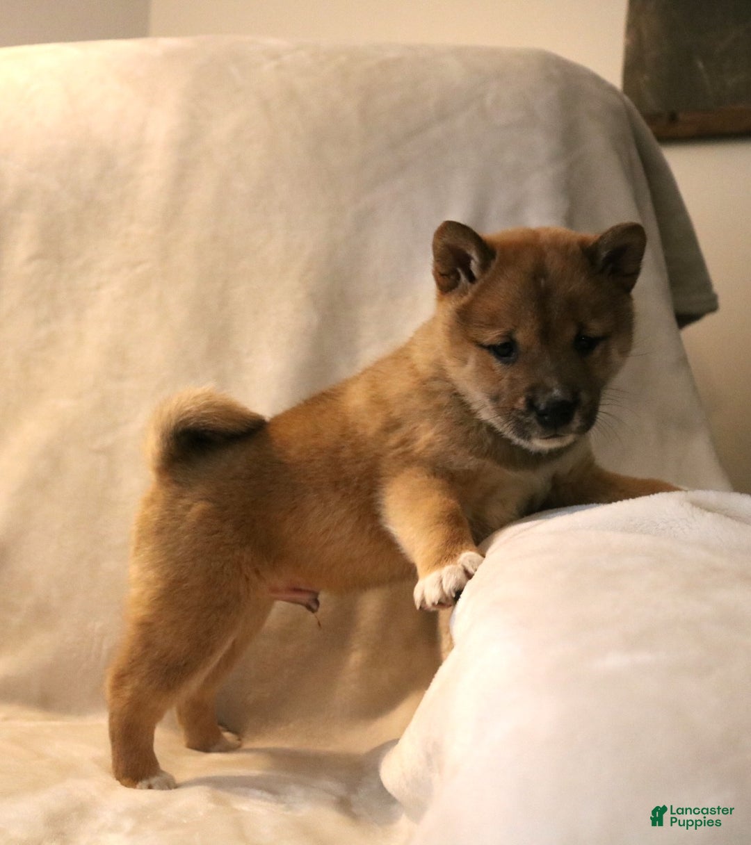 Shiba Inu dogs for sale: Sarge - Ad 6