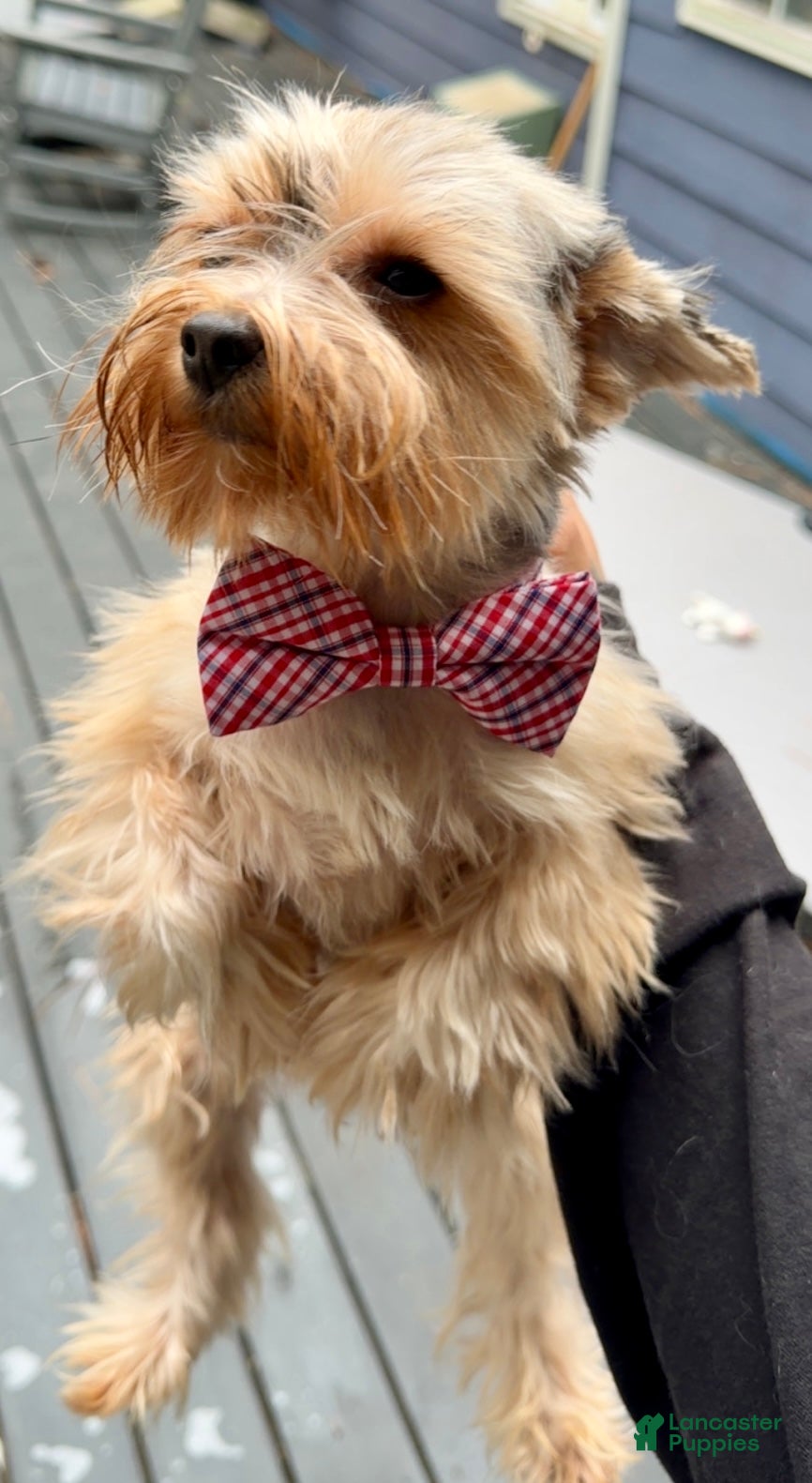Yorkshire Terrier dogs for sale: Charleston - Ad 2