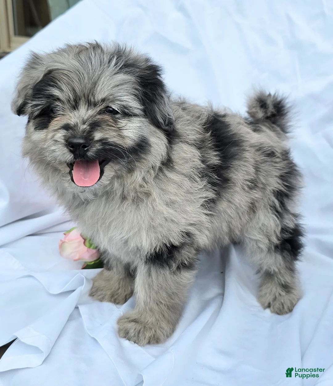 Pomapoo dogs for sale: Pomapoo Puppy 3 - Ad 2
