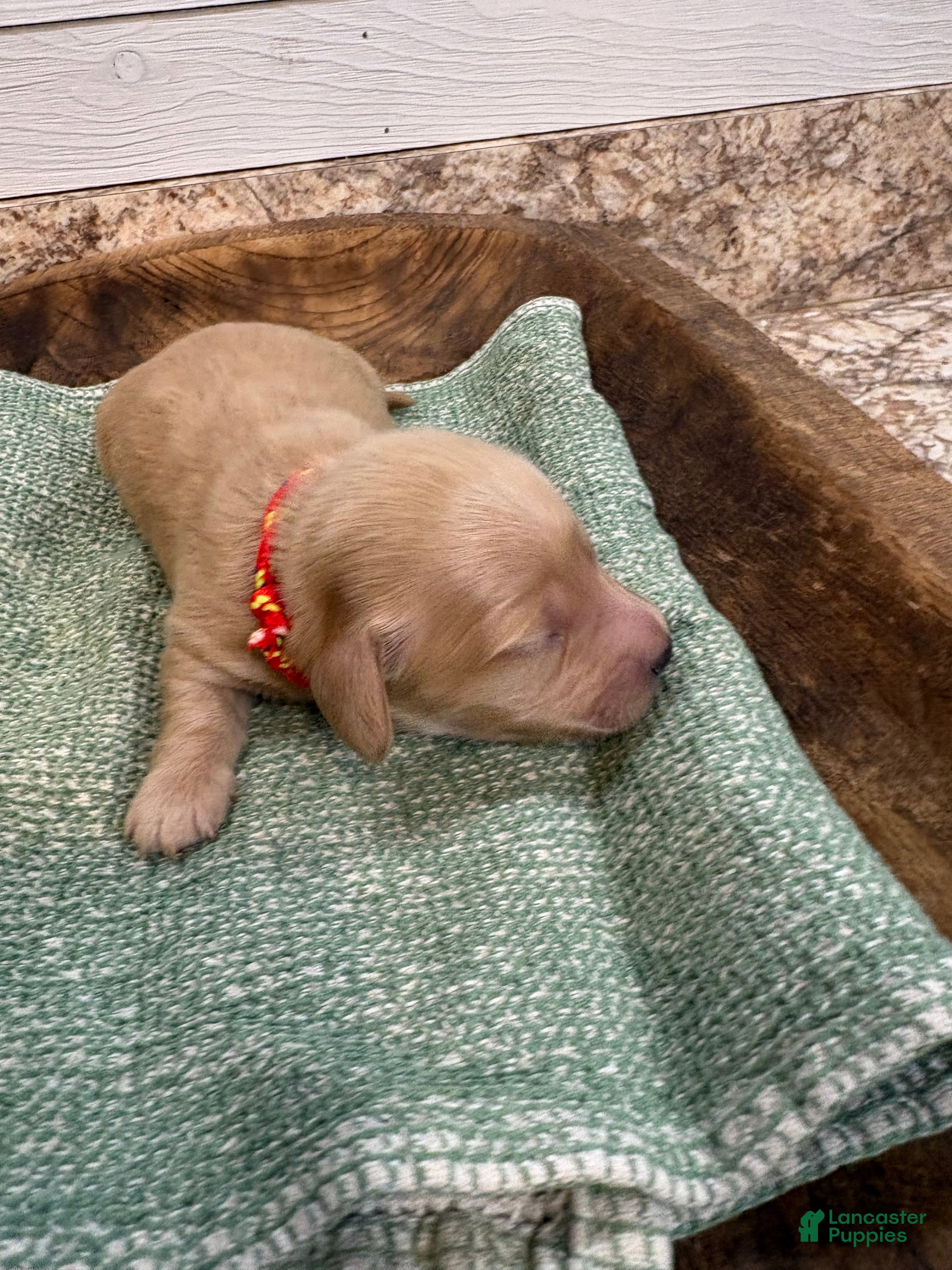 Miniature Dachshund dogs Hank - Ad 1