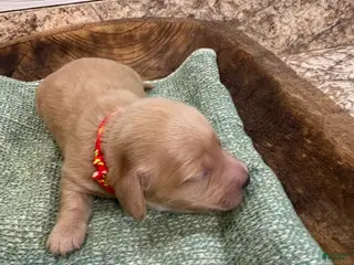 Miniature Dachshund dogs for sale: Hank - Ad 1