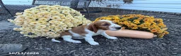 Welsh Springer Spaniel dogs for sale: Lance - Ad 13