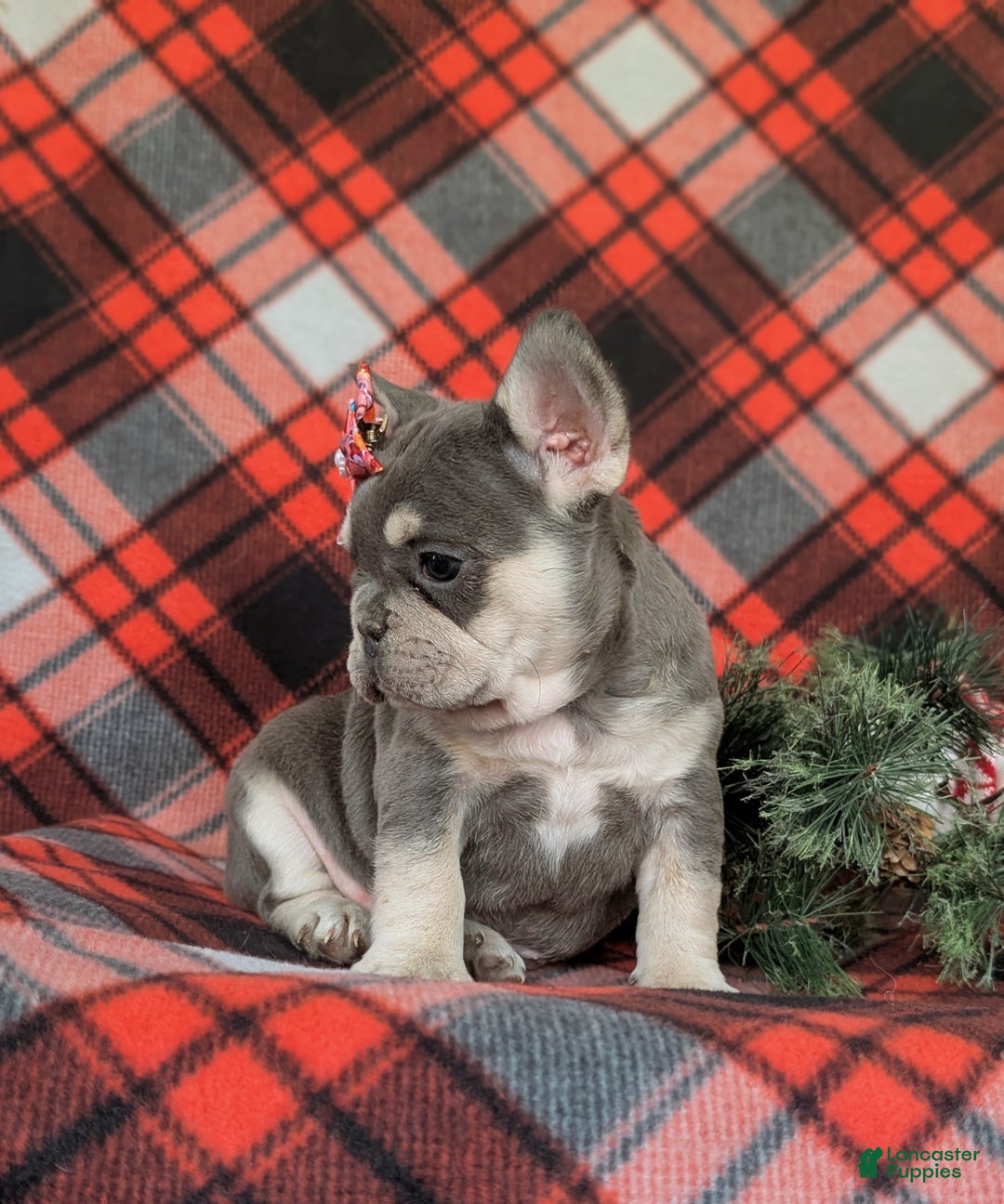 French Bulldog dogs for sale: Corrine - Ad 4