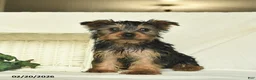 Yorkshire Terrier dogs for sale: Rolo  - Ad 2