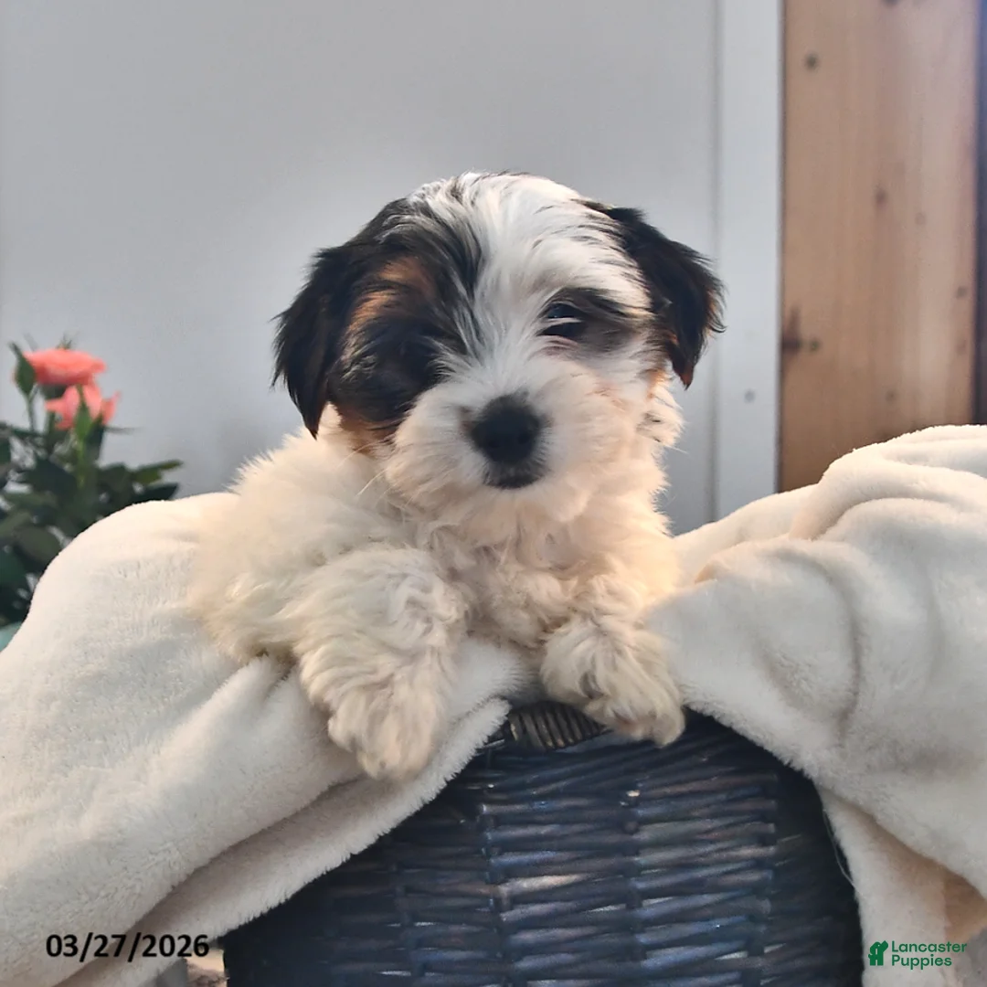 Biewer Terrier dogs for sale: Bella   - Ad 2
