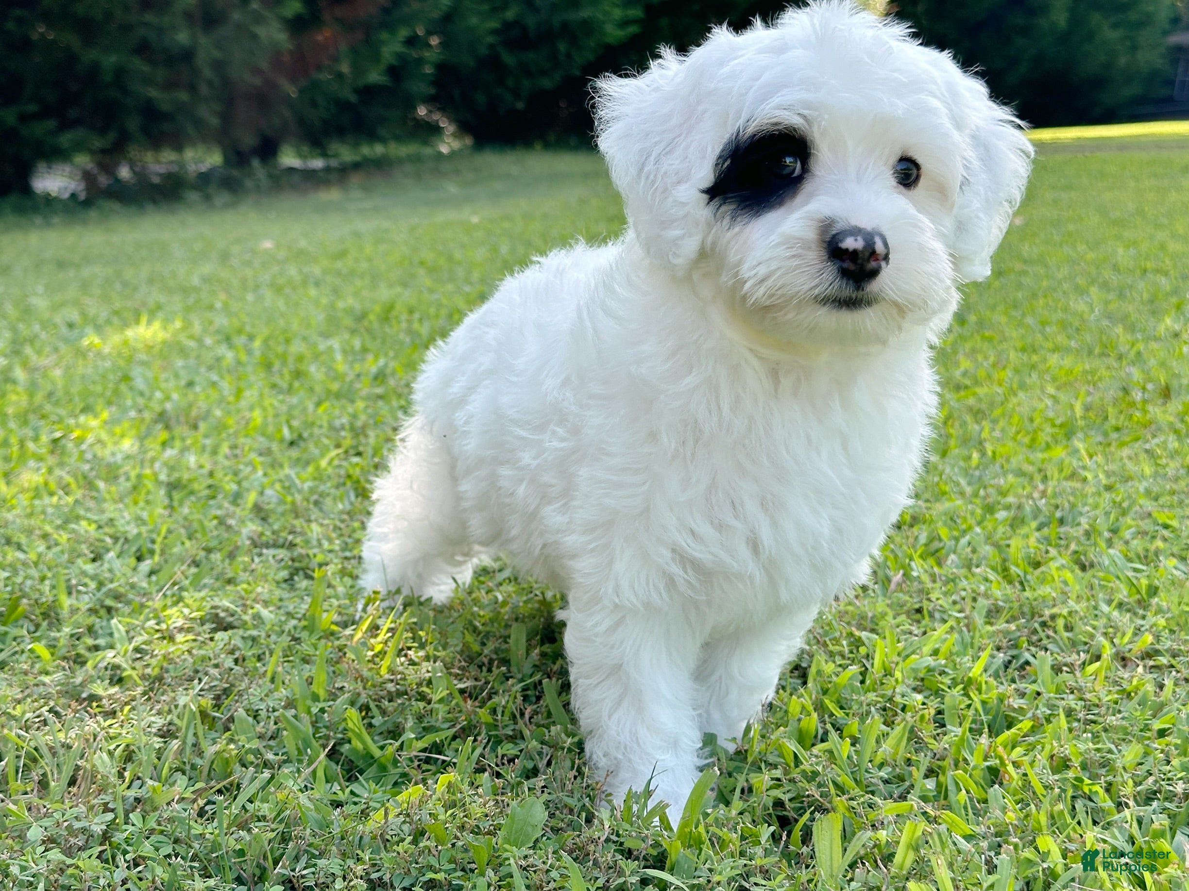 Mini Bernedoodle dogs 🛥️ 👨‍✈️ 🌊 SAILOR 🌊 👨‍✈️ 🛥️  - Ad 1