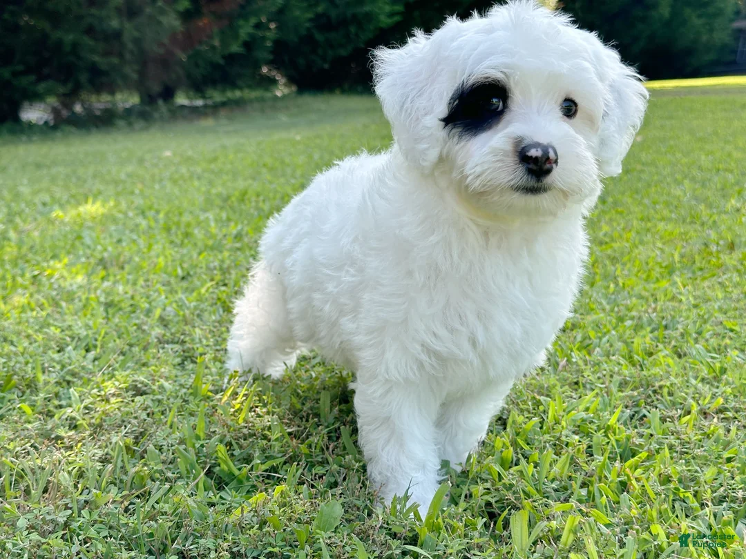 Mini Bernedoodle dogs for sale: 🛥️ 👨‍✈️ 🌊 SAILOR 🌊 👨‍✈️ 🛥️  - Ad 1