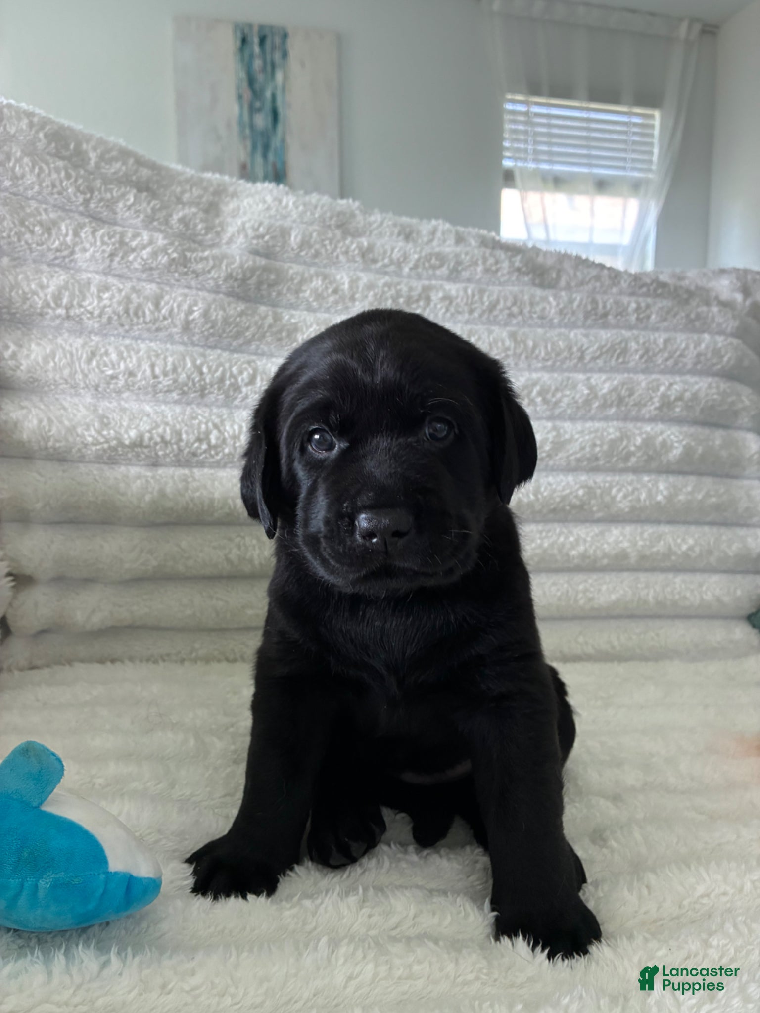 Labrador Retriever dogs Labrador Retriever Puppy - REX - Ad 19